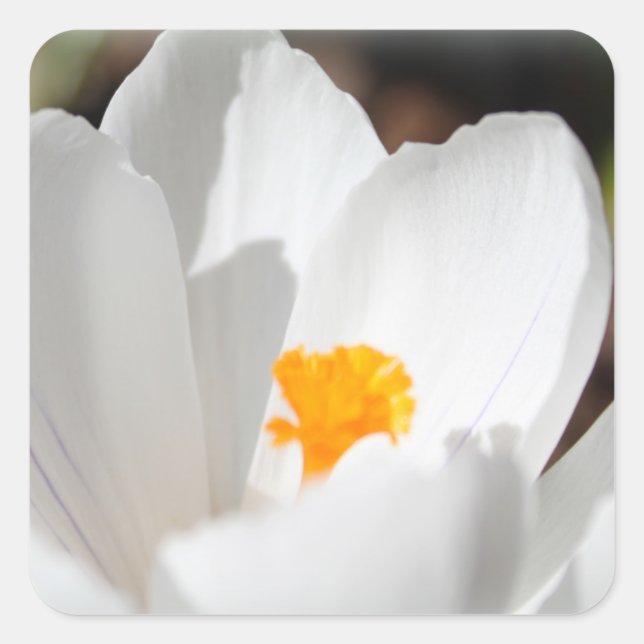 Blume Quadratischer Aufkleber (Vorderseite)