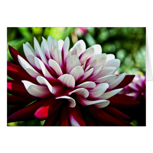 Blume Red and White Dahlia (Vorderseite (Horizontal))