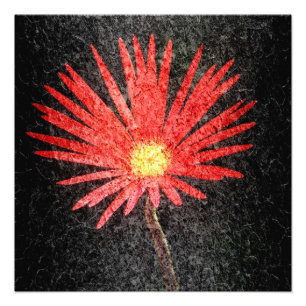 Blume Red Daisy Fotodruck