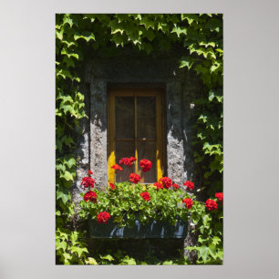 Blume Red Geranium Poster