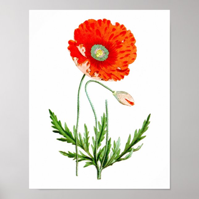 Blume Red Poppy Wanddekor Print #4 Poster (Vorne)