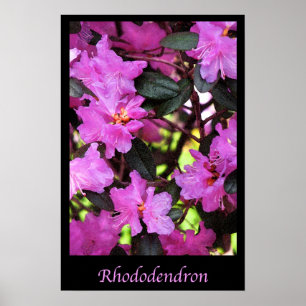 Blume Rhododendron Garden Poster