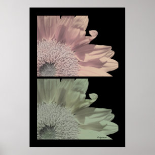 Blume Rosa Blume Plakat drucken