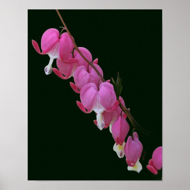 Blume rosa Blutungen im Herzen Poster (Vorne)