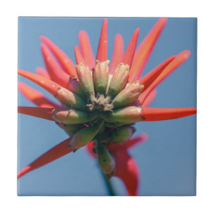 Blume Rosa Erythrina Fliese