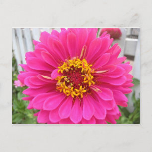 Blume, rosa Staat Messezinnie Postkarte