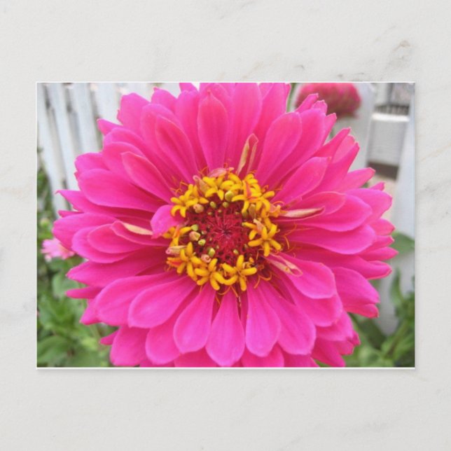 Blume, rosa Staat Messezinnie Postkarte (Vorderseite)