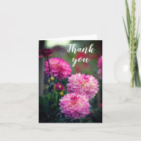 Blume Rosa und Weiß Dahlia Danke