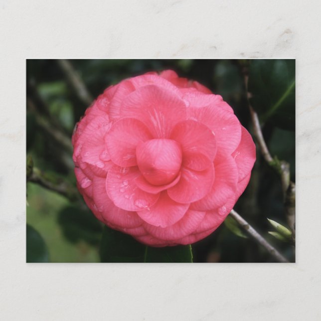 Blume Rose, mauritius, Mylifeisart Postkarte (Vorderseite)
