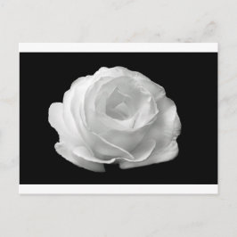 Blume Rosenblüten Garten Liebe Kunst, Dichtung Postkarte
