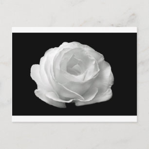 Blume Rosenblüten Garten Liebe Kunst, Dichtung Postkarte