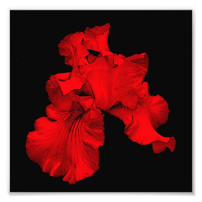 Blume Rot-gebläht Iris Art 8x8 Fotodruck (Vorne)