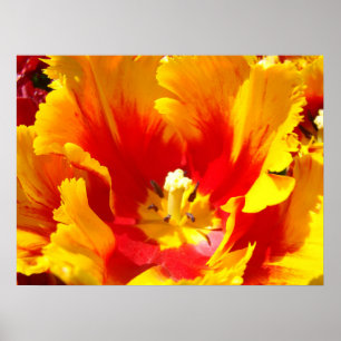 Blume Rot-Gelb-Tulip Kunstdrucke Poster