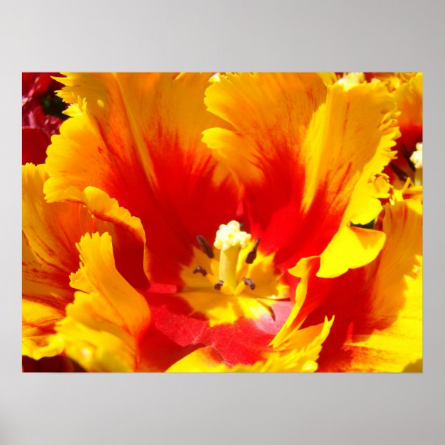 Blume Rot-Gelb-Tulip Kunstdrucke Poster (Vorne)