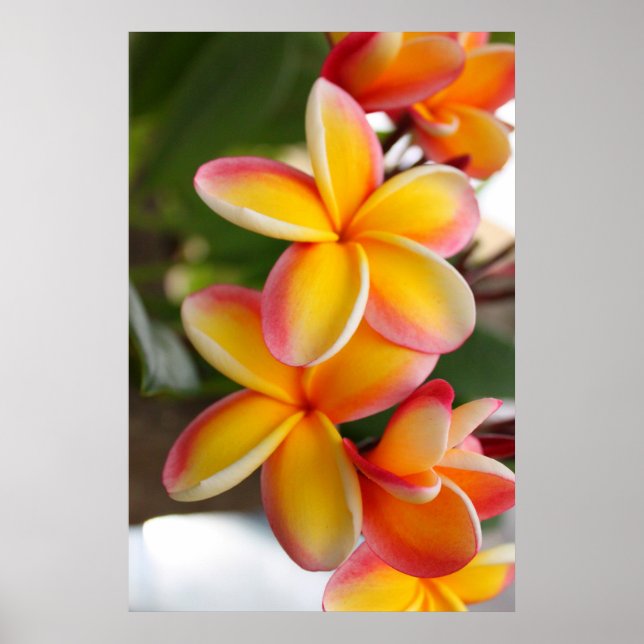 Blume Rot und Gelb Plumeria 2 Poster (Vorne)