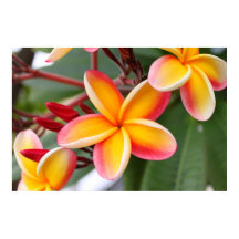Blume Rot und Gelb Plumeria 3