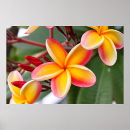 Blume Rot und Gelb Plumeria 3 Poster