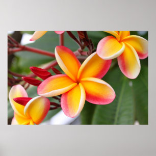 Blume Rot und Gelb Plumeria 3 Poster