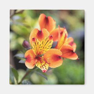 Blume Rot und Orange Alstroemeria Magnet