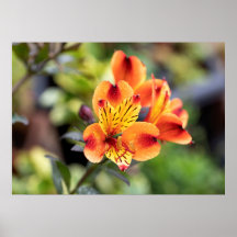 Blume Rot und Orange Alstroemeria