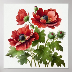 Blume Rote Anemone Poster