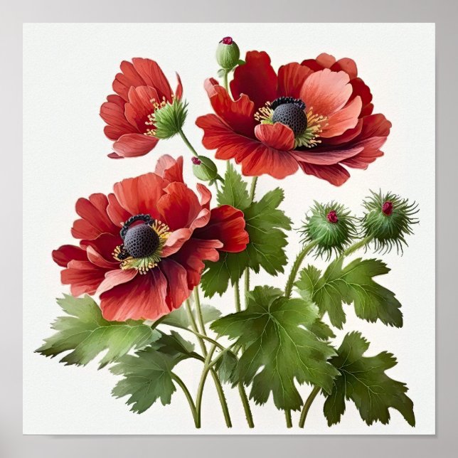 Blume Rote Anemone Poster (Vorne)