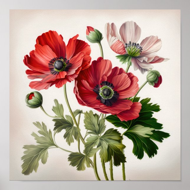 Blume Rote Anemone Poster (Vorne)