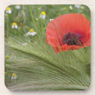 Blume Roter Mohn, Toskana, Italien Getränkeuntersetzer