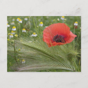 Blume Roter Mohn, Toskana, Italien Postkarte