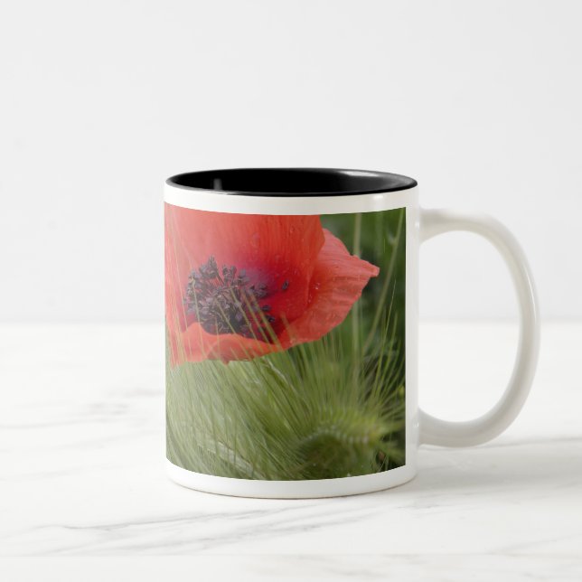 Blume Roter Mohn, Toskana, Italien Zweifarbige Tasse (Rechts)