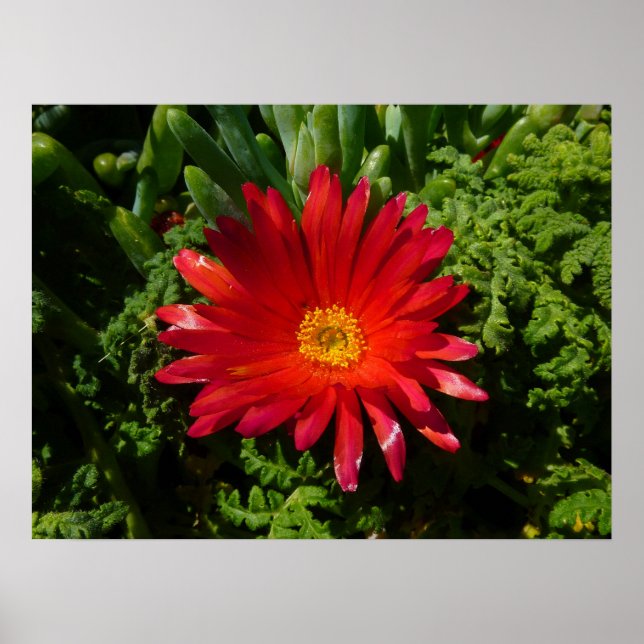 Blume Rotes Eis Farbenfrohe Teppiche Pflanze Poster (Vorne)
