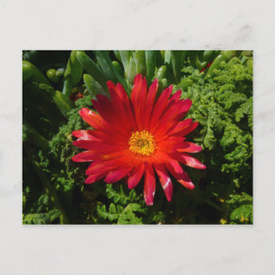 Blume Rotes Eis Farbenfrohe Teppiche Pflanze Postkarte