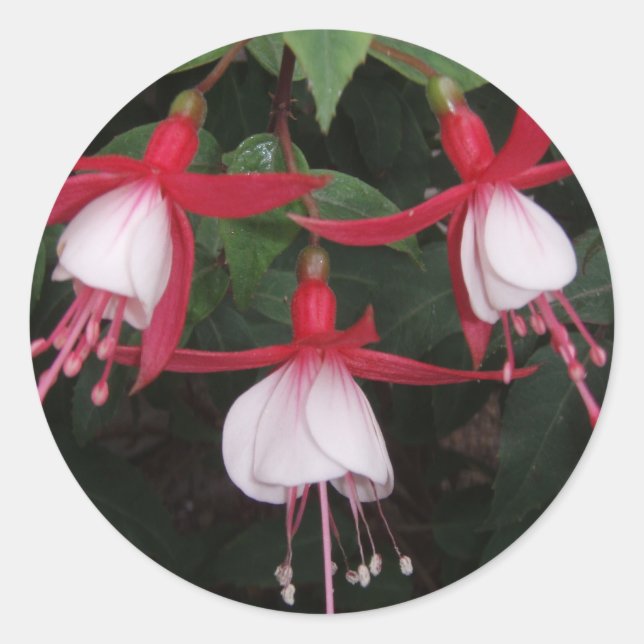 Blume Runder Aufkleber (Vorderseite)