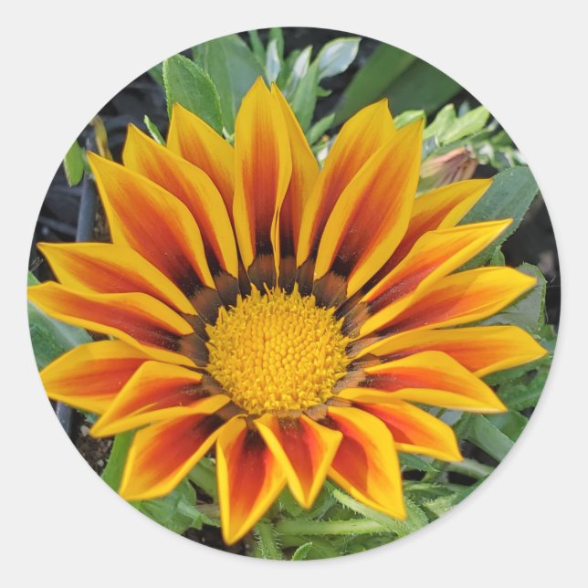 Blume Runder Aufkleber (Vorderseite)