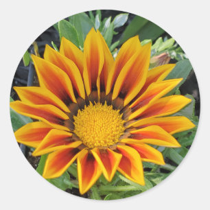 Blume Runder Aufkleber