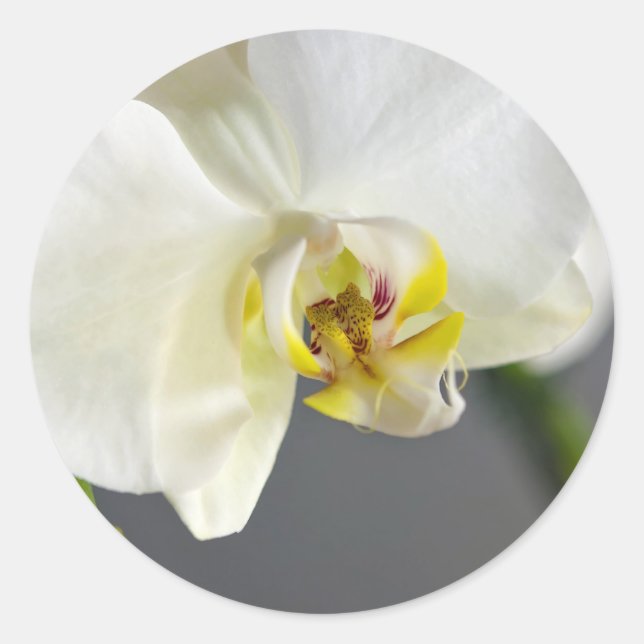 Blume Runder Aufkleber (Vorderseite)