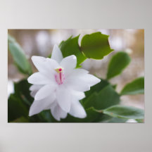 Blume Schlumbergera CC0039