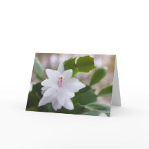 Blume Schlumbergera CC0476
