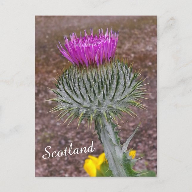 Blume Schottlands, das Thistle Postkarte (Vorderseite)