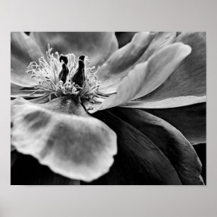 Blume Schwarz-Weiß-Fotografien drucken Poster