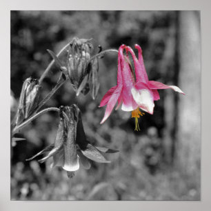 Blume Schwarz/Weiß partiell zusammenfassen Poster
