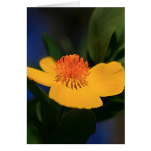 Blume Shadow