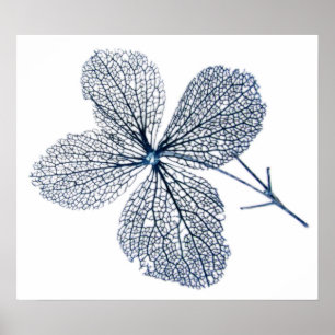 Blume Skeleton ~ Druck Poster