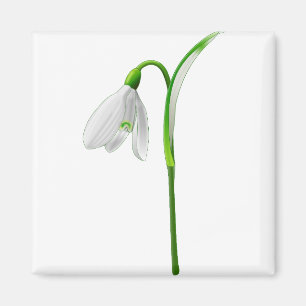 Blume Snowdrop Pflanze Weiße Blume Magnet