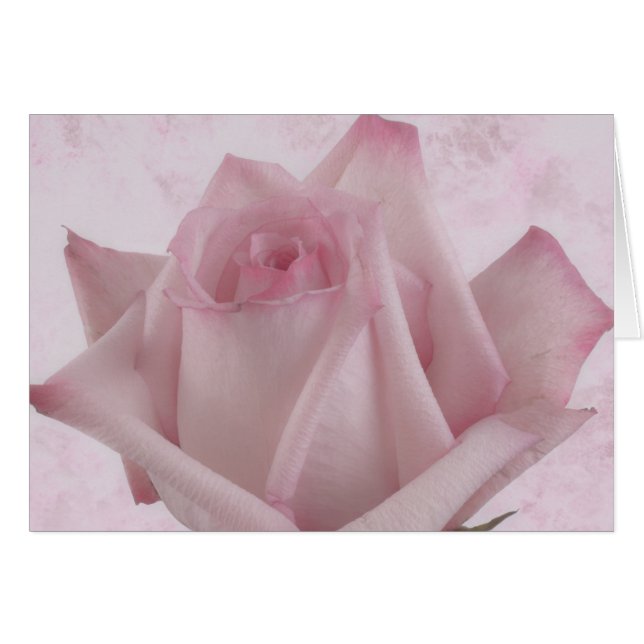 Blume Soft Pink Rose (Vorderseite (Horizontal))