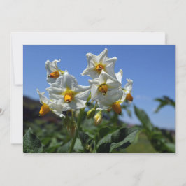 Blume Solanum tuberosum Einladung