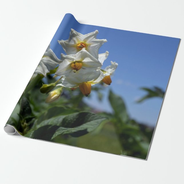 Blume Solanum tuberosum Geschenkpapier (Ungerollt)
