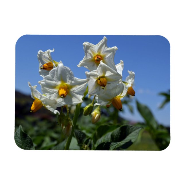 Blume Solanum tuberosum Magnet (Horizontal)