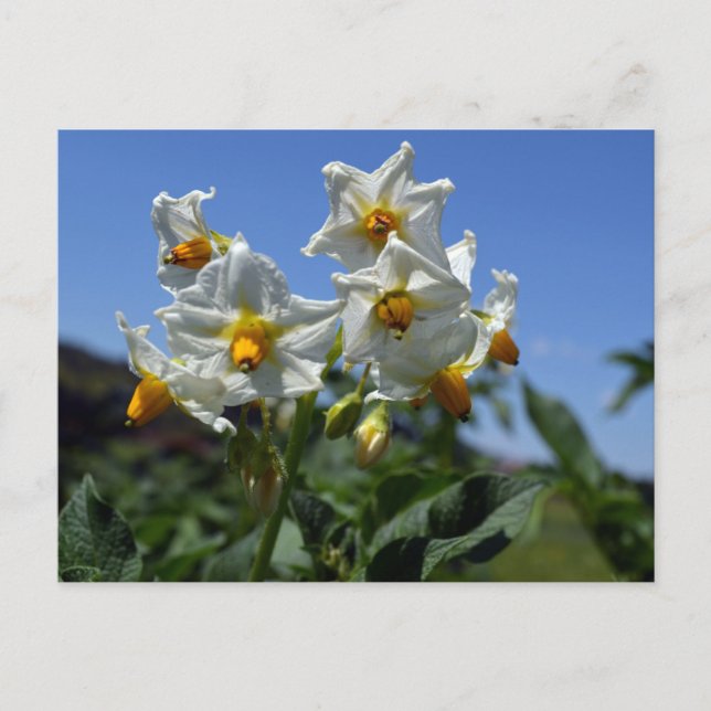 Blume Solanum tuberosum Postkarte (Vorderseite)
