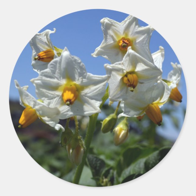 Blume Solanum tuberosum Runder Aufkleber (Vorderseite)